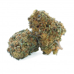 Royal OG - Fiore di CBD - Erba Facile