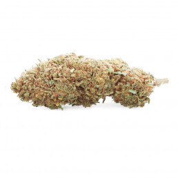 Sensei Star - Fiore di CBD - Erba facile