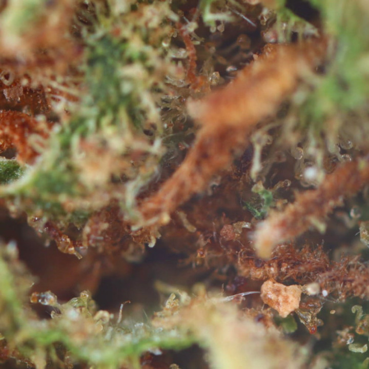 Banana Kush, de CBD-bloem die ontspanning en energie combineert - Weedy.fr