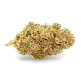 Critical Jack Ivory: Evenwichtige en aromatische CBD-bloem - Weedy.fr