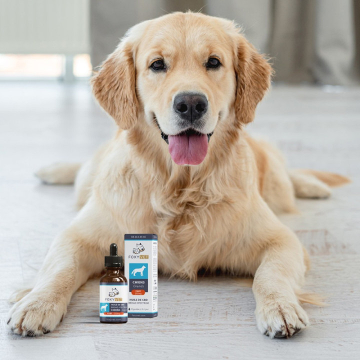 FOXYVET CBD-olie voor honden - Verbeter het welzijn van uw huisdier - Weedy.fr