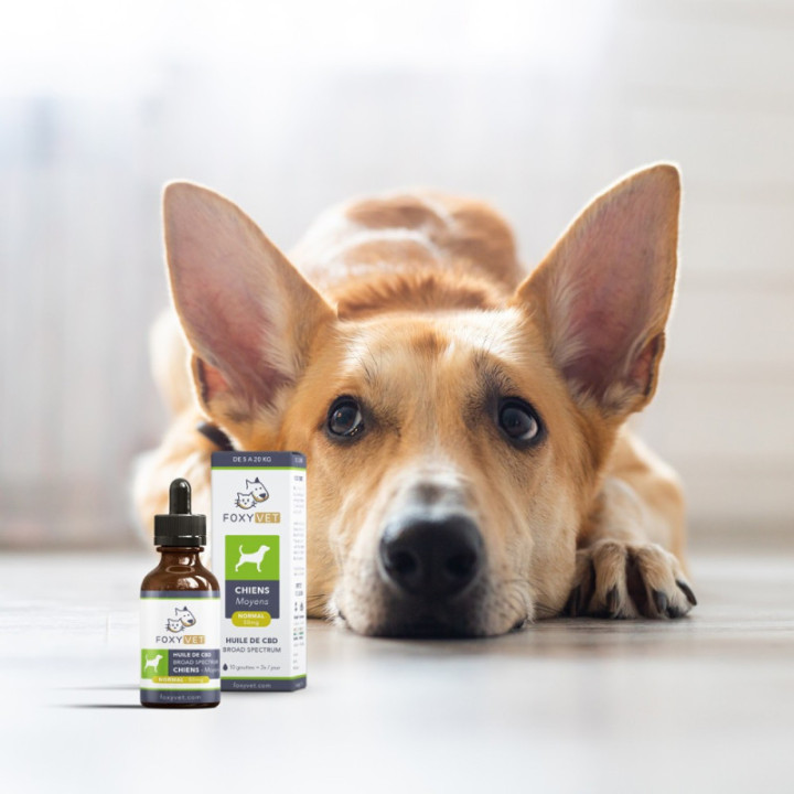 CBD voor honden