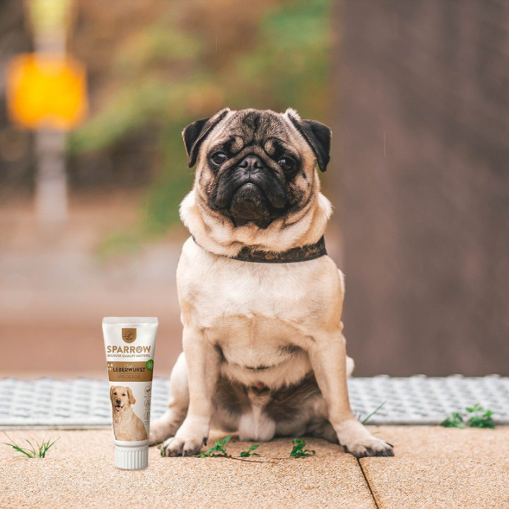 CBD-snack in een buisje: een traktatie voor uw hond - Weedy.fr