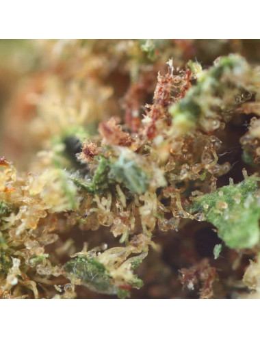 Gorilla CBD - CBD bloem - Onkruid