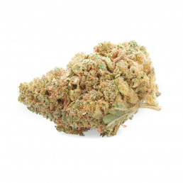 Gelato - CBD Flower - Marfim
