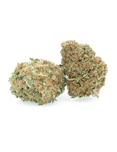 Bagas Críticas - Flor de CBD - Erva Fácil