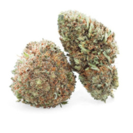 Lemon Octane - Flor de CBD - Easy Weed