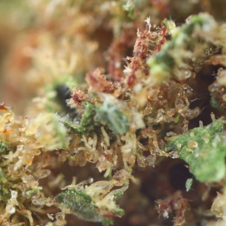 Gorilla CBD - Flor de CBD - Weedy