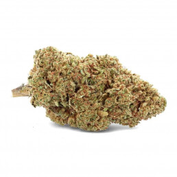 Gorilla CBD - Flor de CBD - Erva daninha