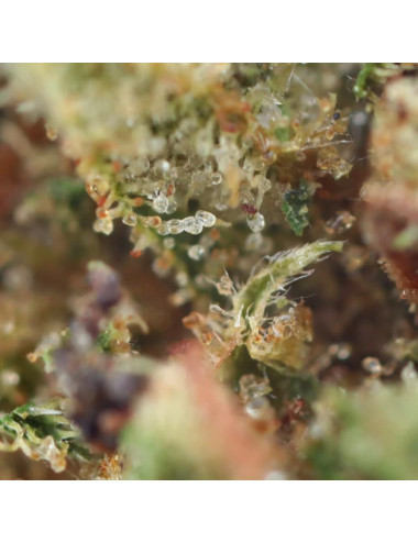 Strawberry Haze - Flor de CBD - Erva daninha