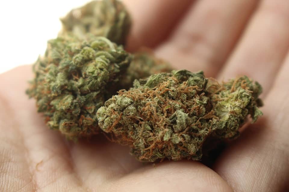 Fleurs de cannabis CBD - effets du cannabidiol