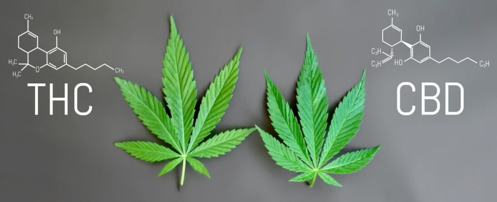 CBD Vs THC : Quelles Différences Entre Le CBD Et Le THC | Weedy.fr