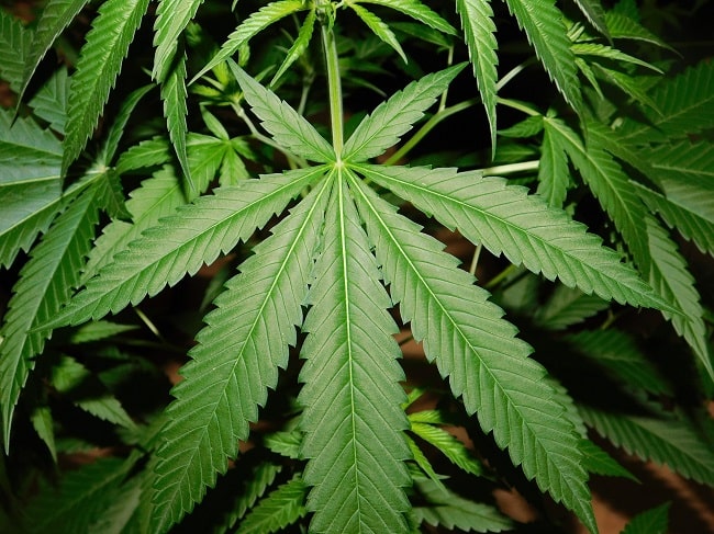 cbd di cannabis