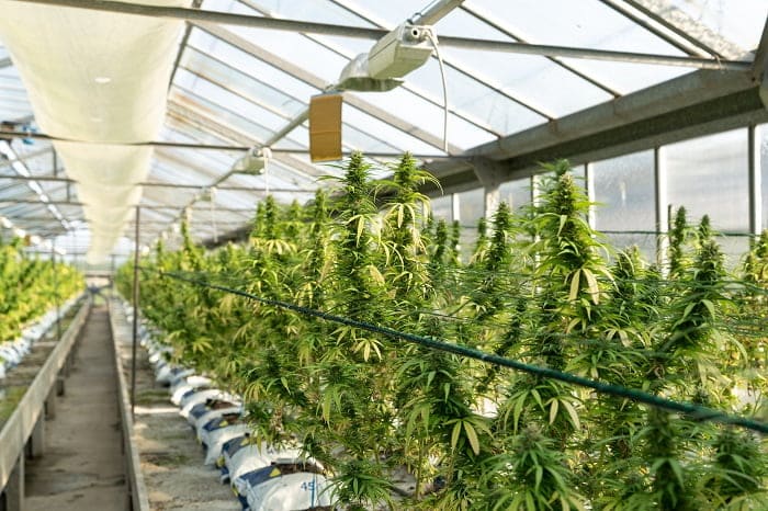 La percentuale di CBD in una pianta di cannabis legale difficilmente può superare il 20%.