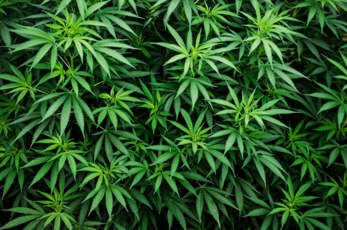 Effetti collaterali della cannabis e dell'alternativa al CBD
