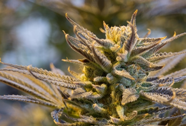 El CBD y el THC se encuentran en tricomas, pequeñas vesículas blancas que se encuentran en las flores de cannabis.