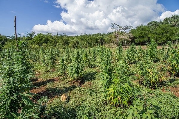 cultivo de cannabis al aire libre