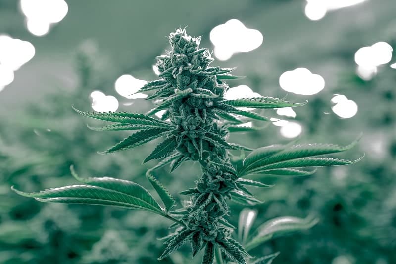 Indoor legal cannabis sativa plant