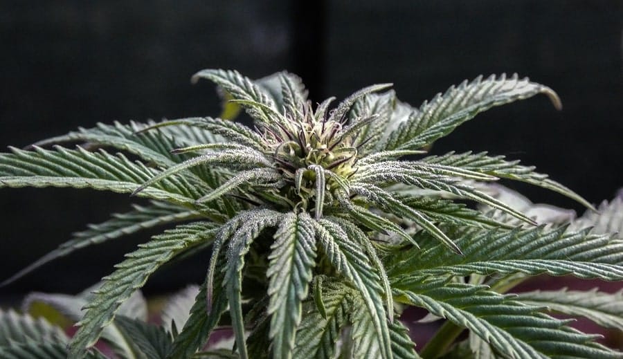 Sativa-Cannabispflanze
