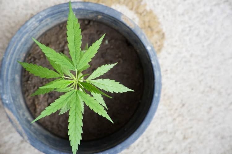 Die Hybridisierung nicht zu weit voranzutreiben, ist eine der Herausforderungen des Cannabismarktes