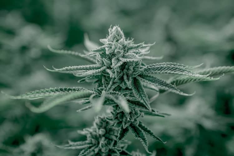 Esta planta de cannabis sativa está repleta de cannabinoides y terpenos.