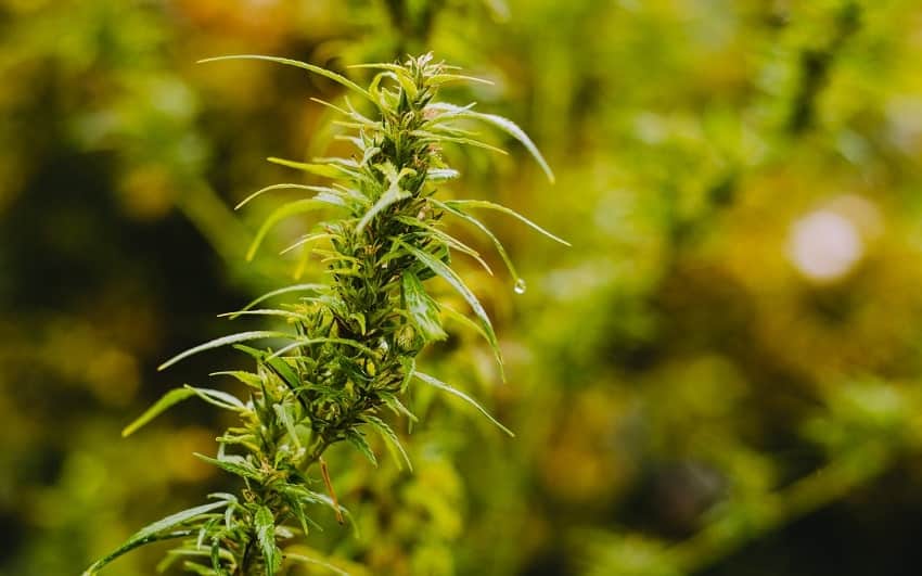 El cannabis Skunk desciende directamente de las variedades sativa