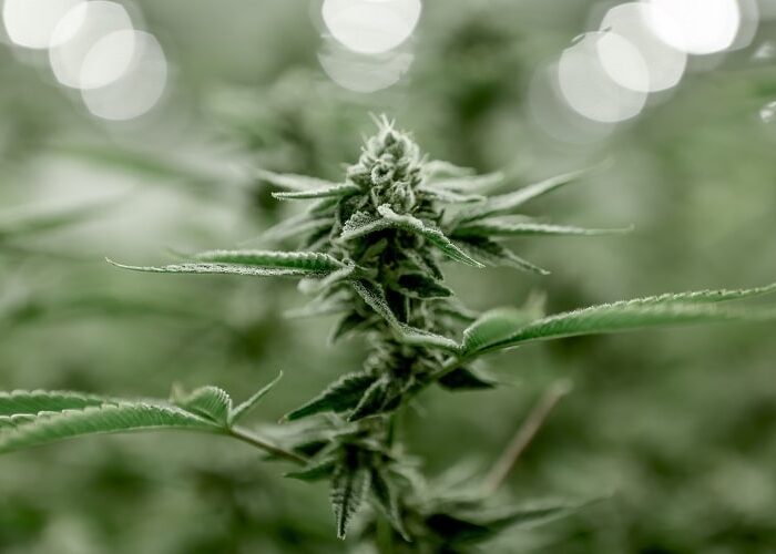 Haze, Skunk, Kush, Diesel: cult cannabis strains