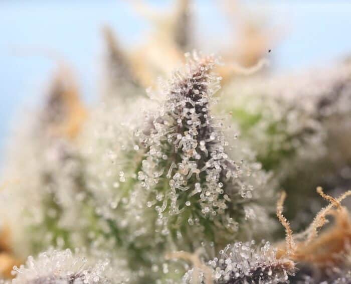 What is cannabis haze: origins, tastes, effects and sub-varieties