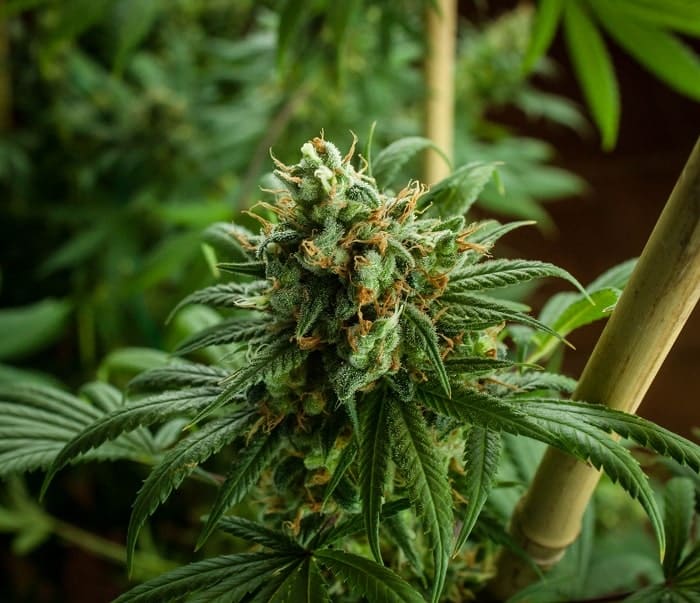 Conocer el origen de la infusión de cannabis ayuda a garantizar su calidad.