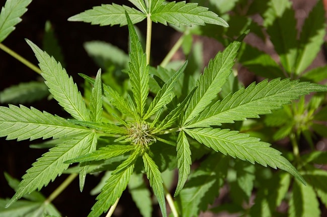 El cannabis no es la única planta que produce cannabinoides - min