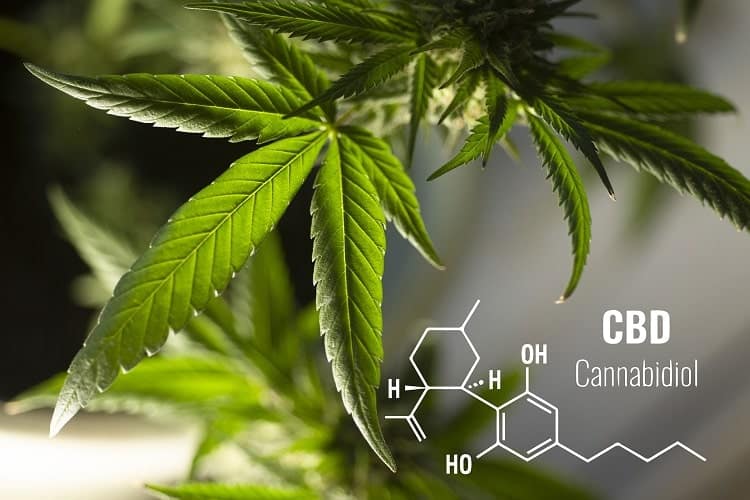 Cannabis CBD could be present elsewhere than in cannabis