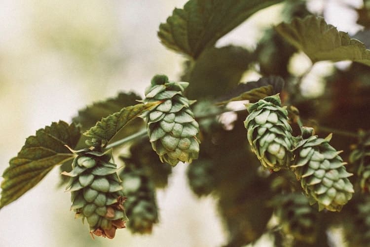 Until proven otherwise, hops will not revolutionize the CBD market