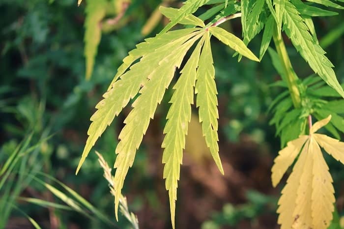 A medida que se seca, el CBDA del cannabis produce CBD