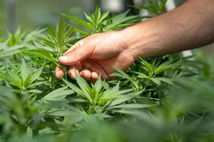 Inspecter les nœuds de plants de cannabis permet d’identifier s’ils sont mâles ou femelles
