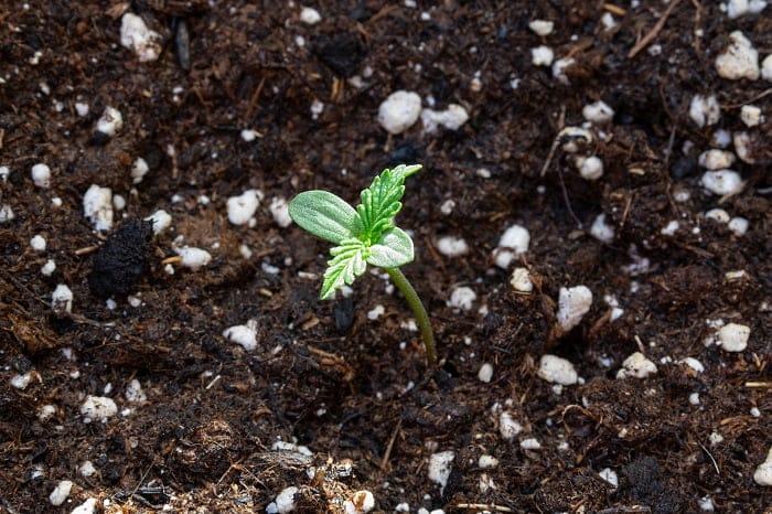 Difficile de savoir si un plant de cannabis est mâle ou femelle lorsqu’il sort de terre