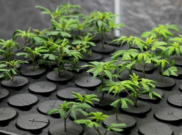 Cannabisstecklinge: Definition, Methode und Interesse am Anbau