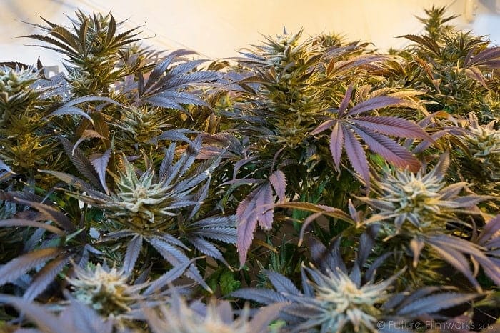 Plantar clones de cannabis CBD maduros, todos idénticos a la planta madre