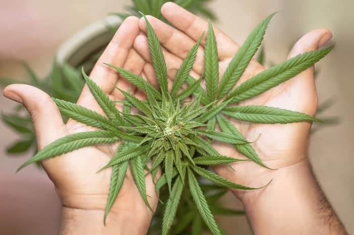 Al igual que los productos derivados, los eventos relacionados con el cannabis están aumentando en todo el mundo.
