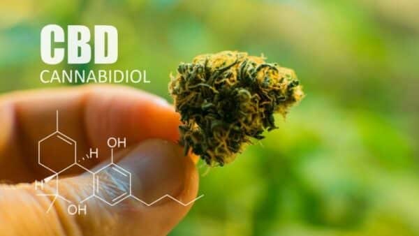 Le CBD (Cannabidiol), C'est Quoi ? Définition | Weedy.fr