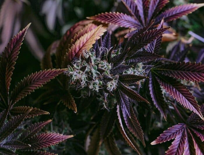 Colored cannabis strains: Weed Purple