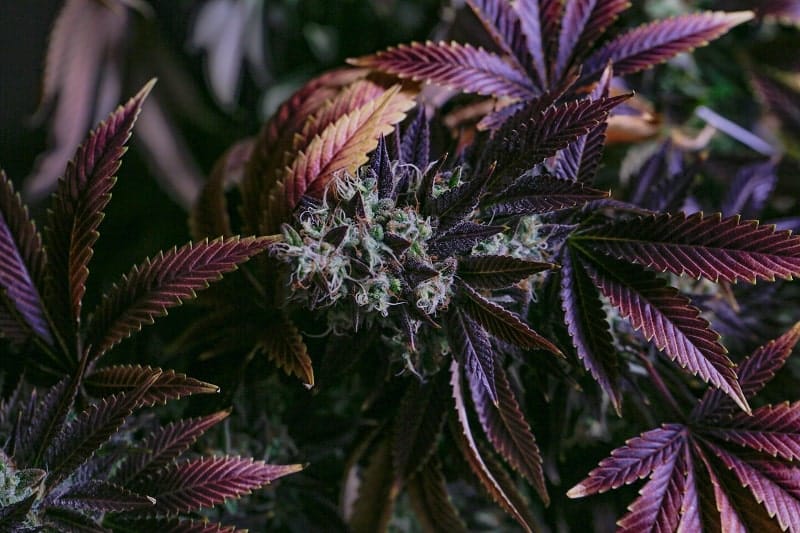 Las variedades de hierba púrpura son las reinas del cannabis de colores