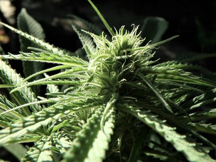 I coltivatori di cannabis francesi sono ancora riluttanti a iniziare