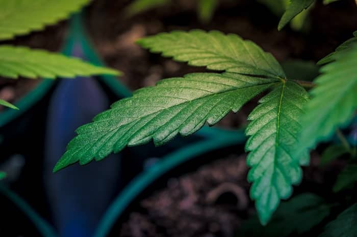 En suelo, el cannabis crece más lento, pero con más facilidad que en aeroponía