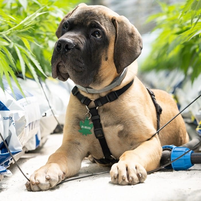 Dogs tend to eat anything and everything: watch out for leftover cannabis!