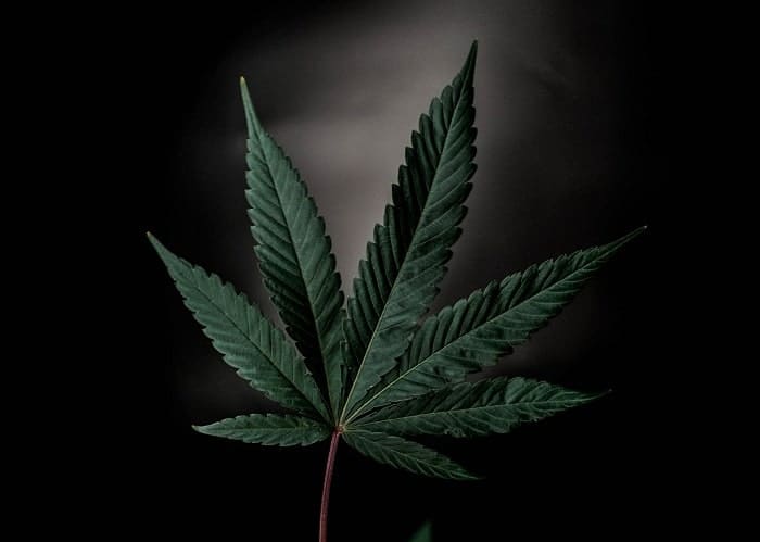 cbdv in cannabis indica