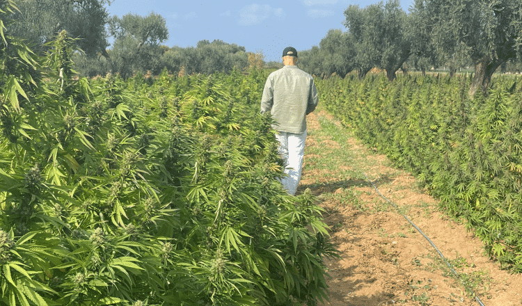 Leichte Cannabisfelder - Weedy. Fr