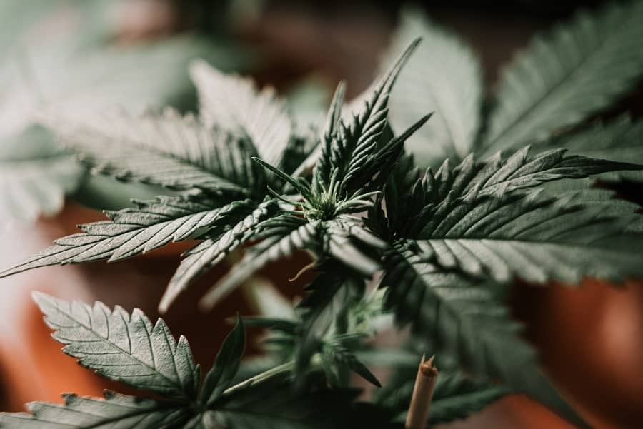 eine Cannabispflanze pro Person in Belgien min