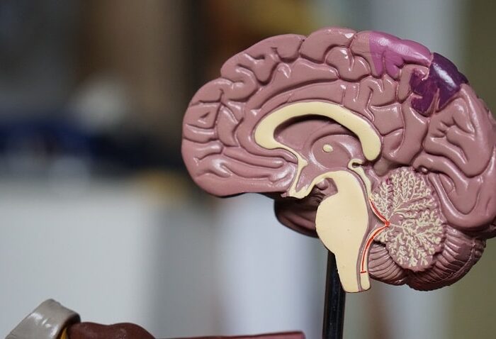 Alzheimer & CBD : peut-il soulager les symptômes de la maladie ?