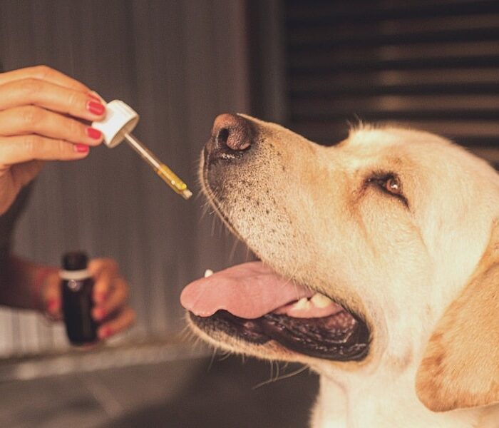 CBD for dogs: what do you need to know?