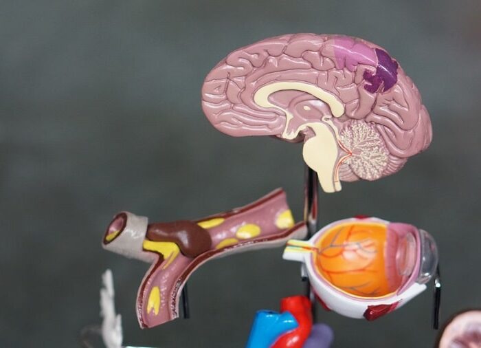 Welche Auswirkungen hat CBD auf das Gehirn?